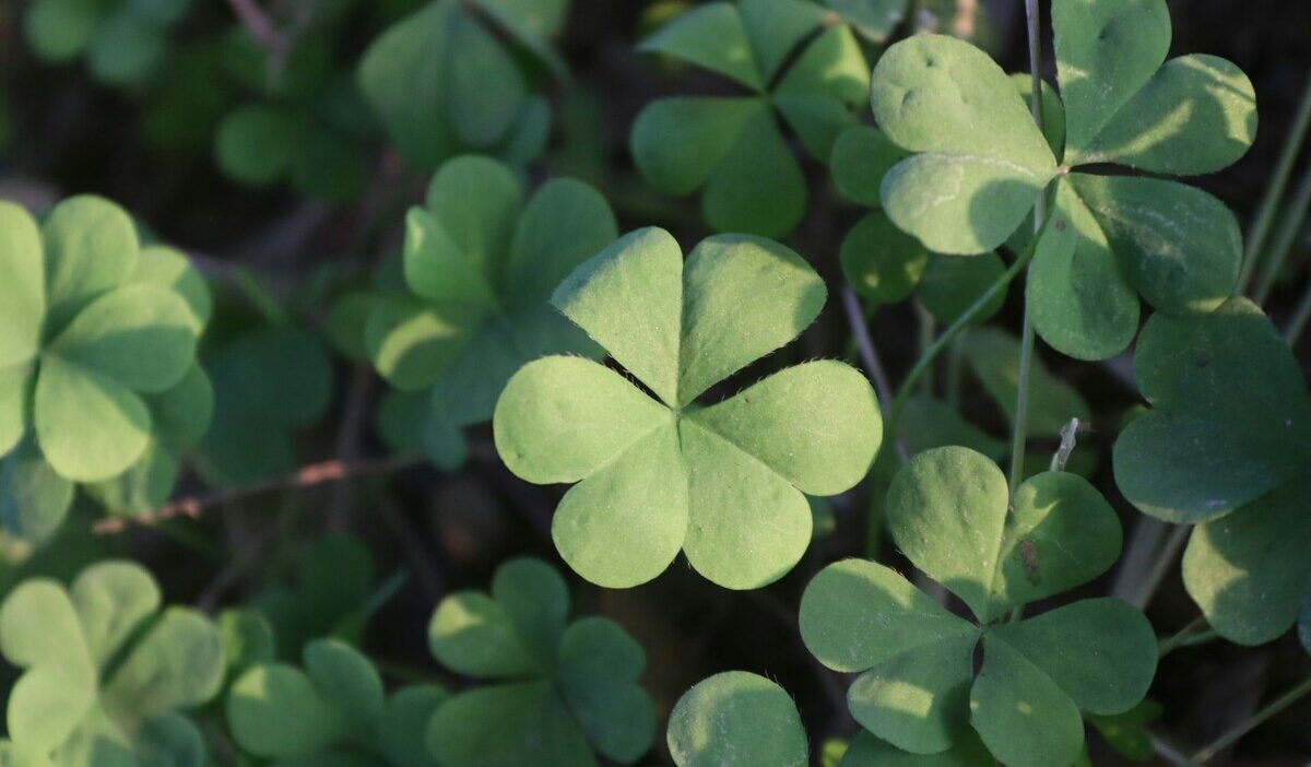 four leaf clover