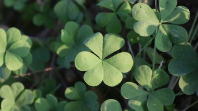 four leaf clover