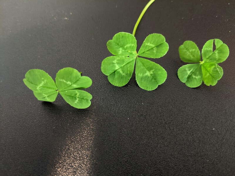 How to find four-leaf clovers?